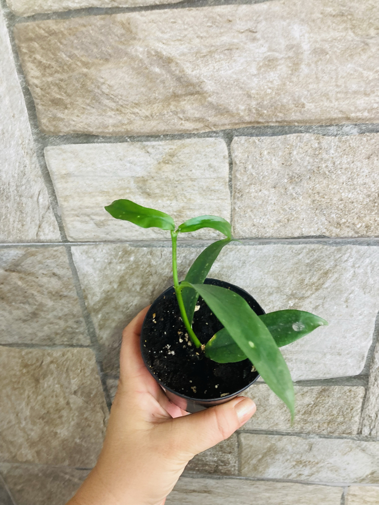 Hoya lobbii orange