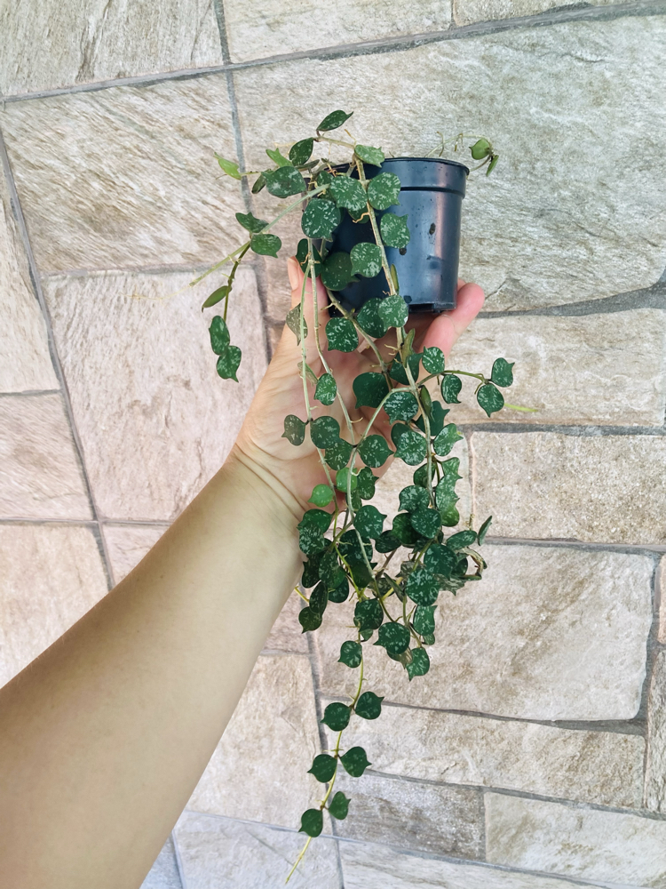 Hoya curtisii (büyük boy)