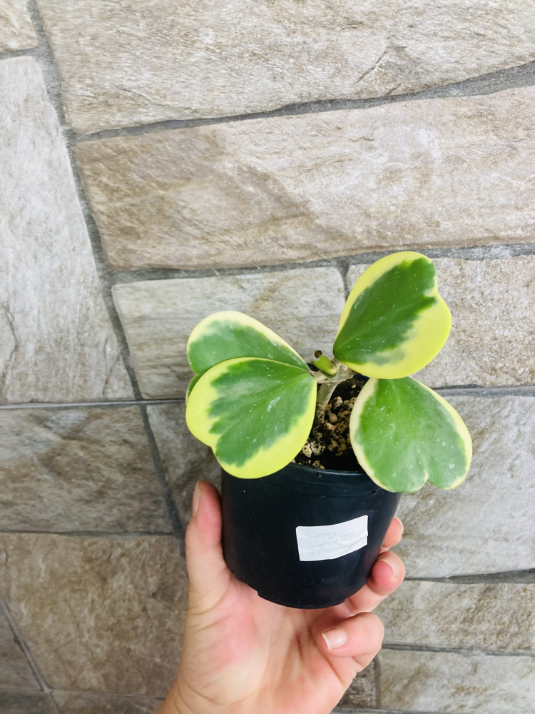 Hoya kerrii