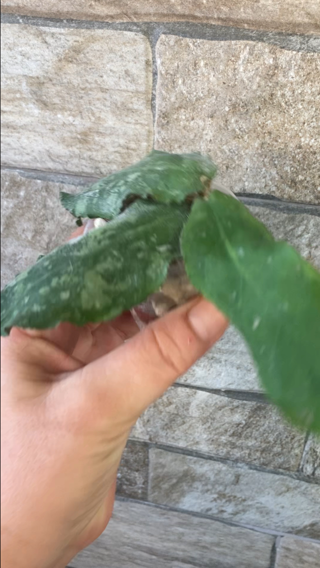 Hoya undulata