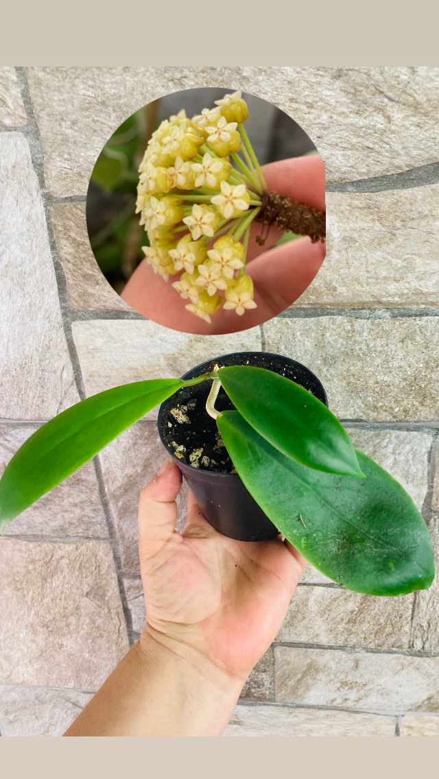 Hoya incarssata 