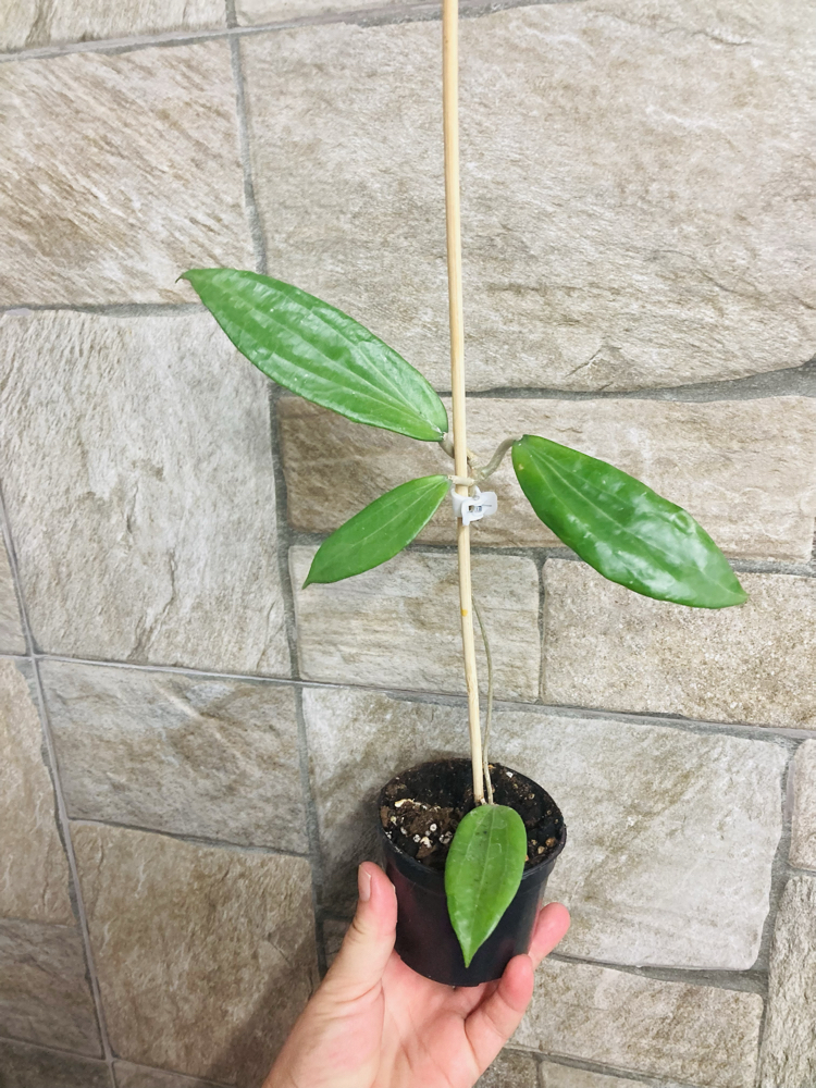 Hoya cinnamomifolia 