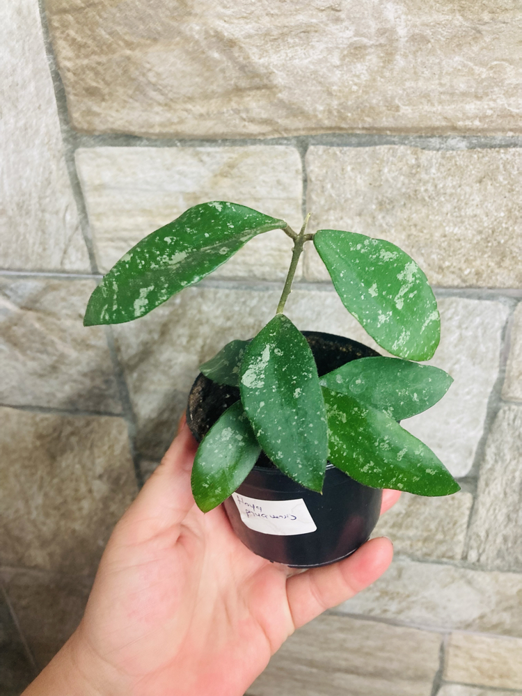 Hoya phuawensis 