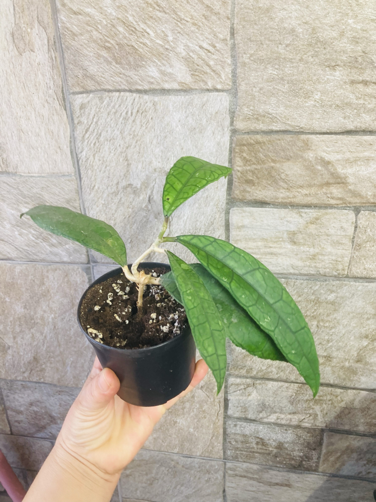 Hoya finlaysonii 