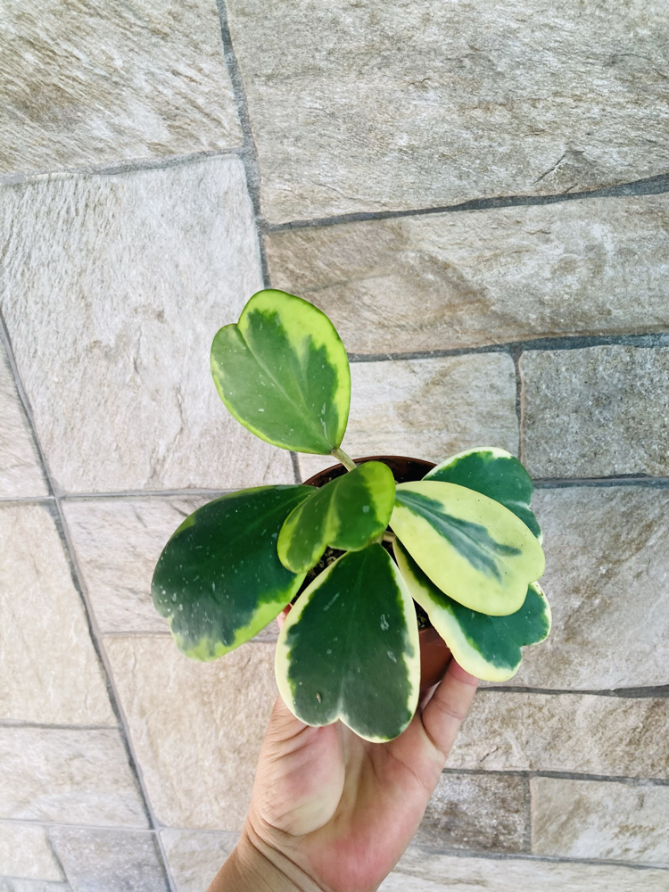 Hoya kerrii variegate