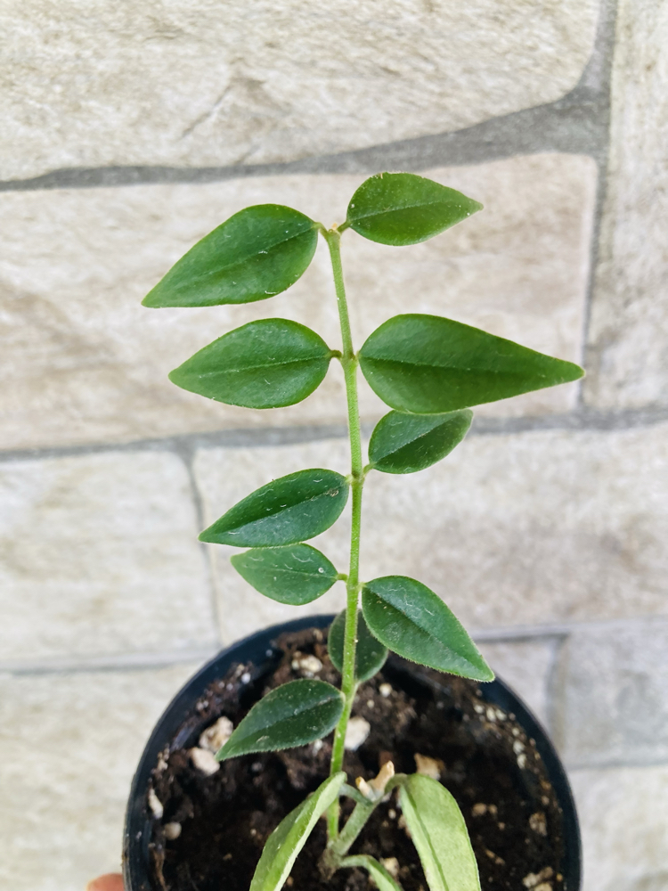 Hoya bella 