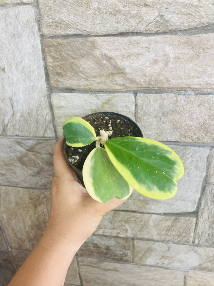 Hoya kerrii