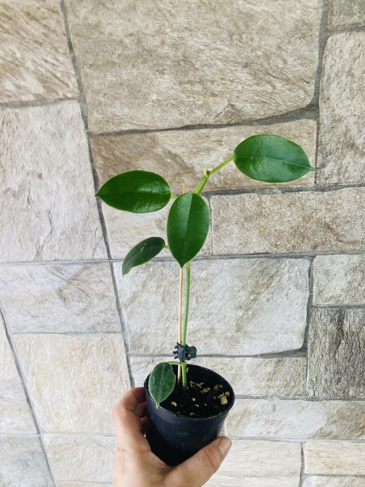 Hoya optimistic