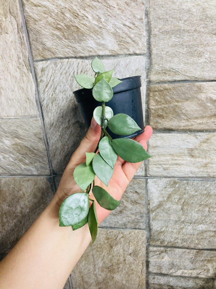 Hoya süper eskimo 