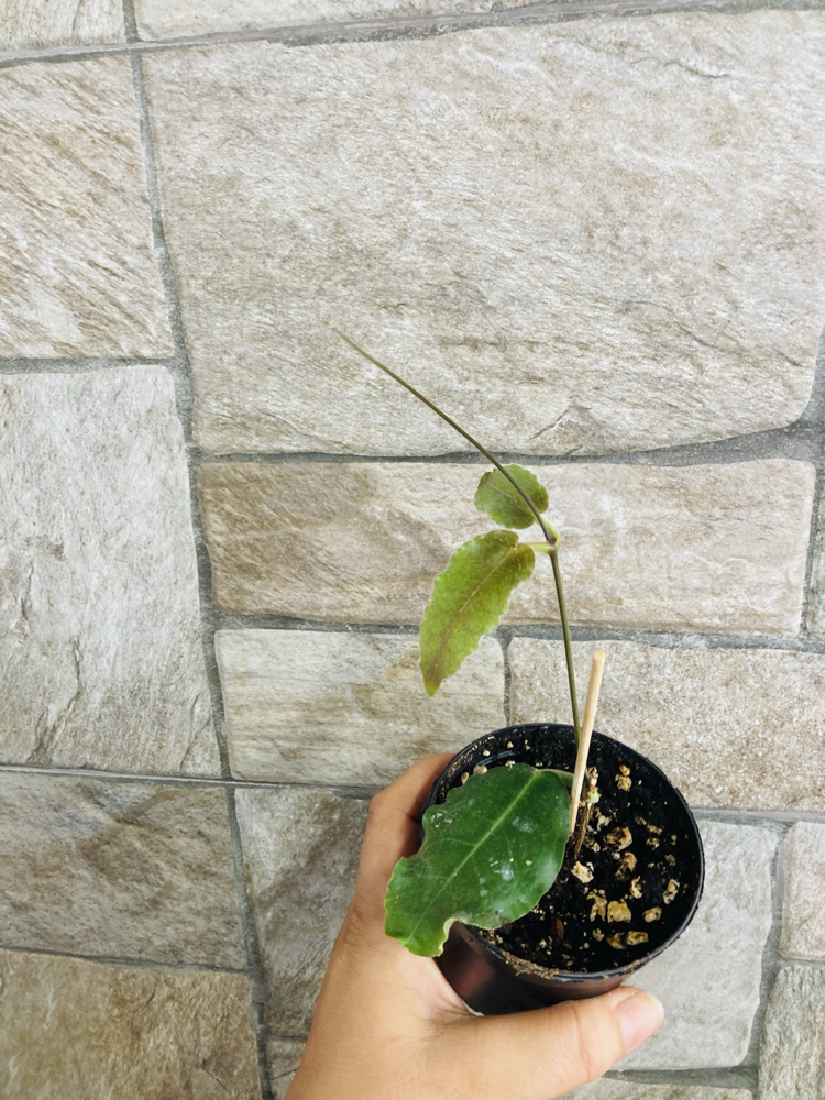 Hoya versteegii 