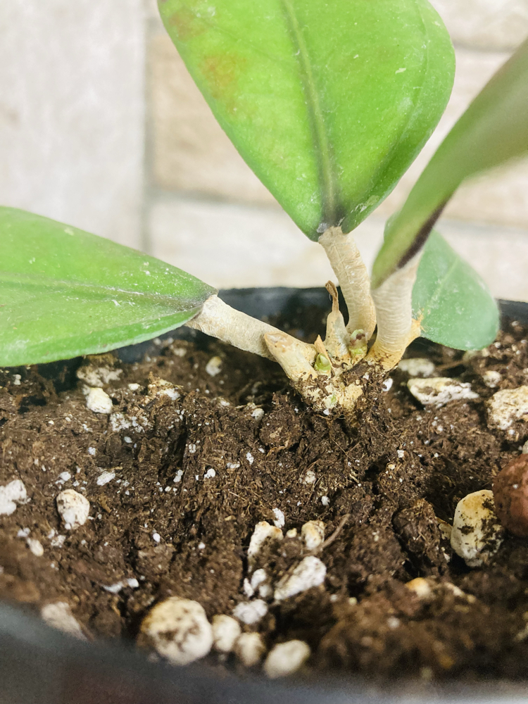 Hoya sp aceh gomas