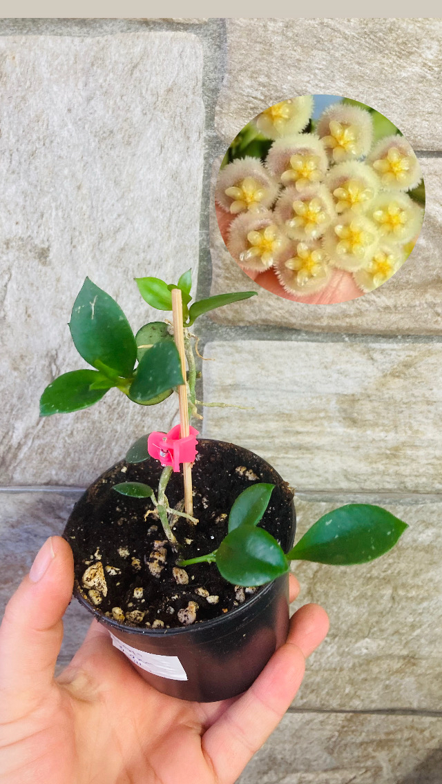 Hoya fraser hills