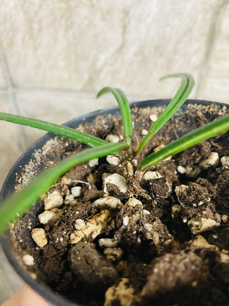 Hoya İnsularis 