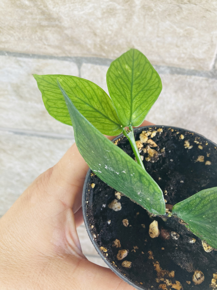 Hoya polynuera 