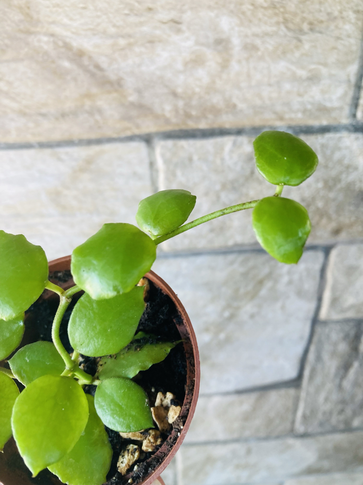 Hoya endauensis