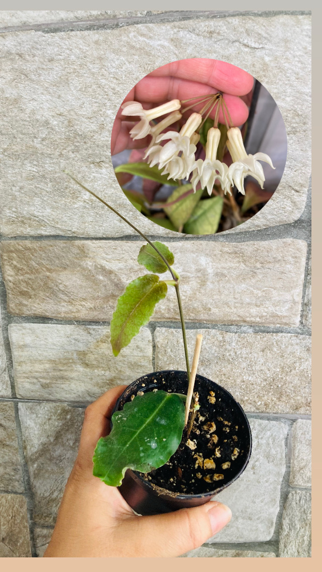 Hoya versteegii 