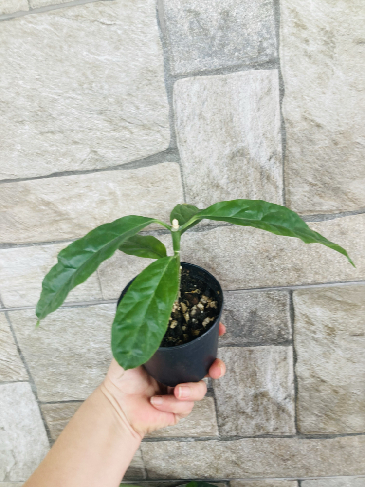 Hoya decipualae 