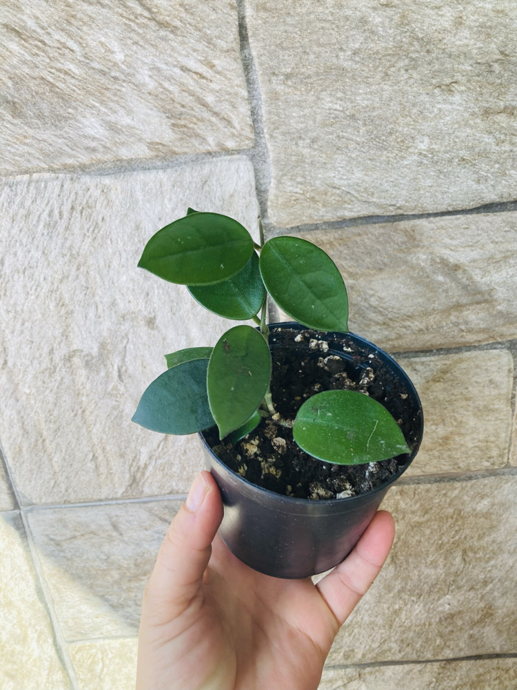 Hoya cv chouke 