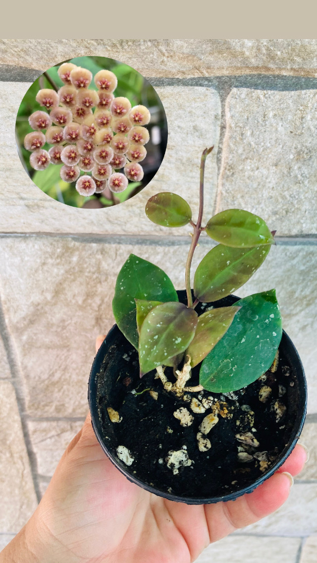 Hoya wallianiana ut 152