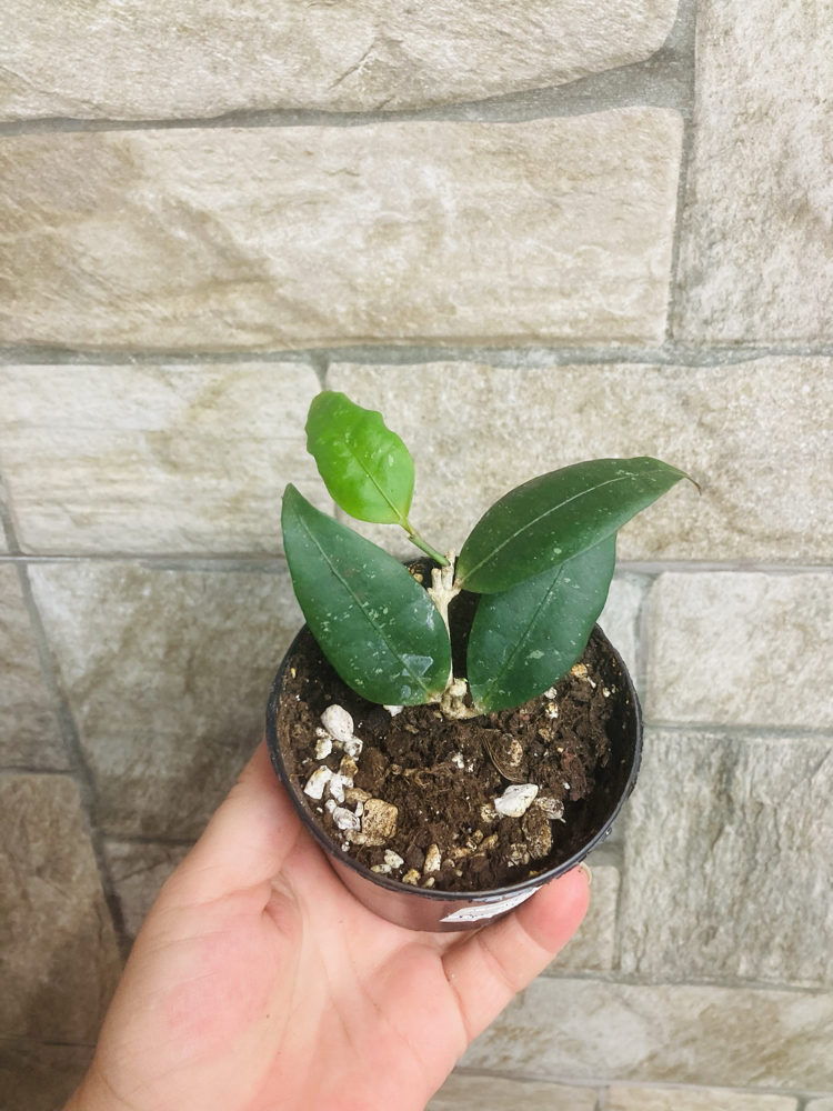 Hoya amicabilis 