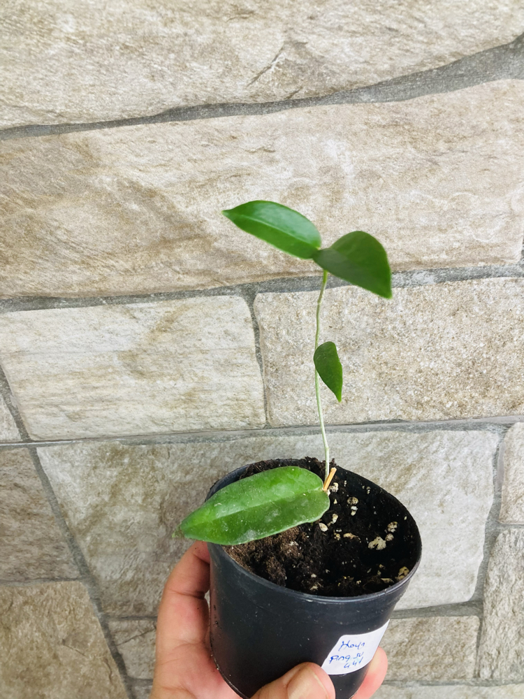 Hoya sv 441
