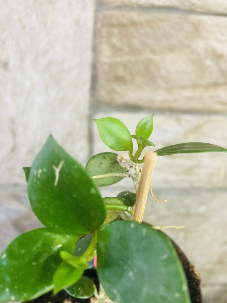 Hoya fraser hills