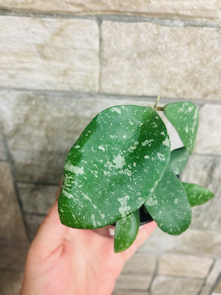 Hoya phuawensis 