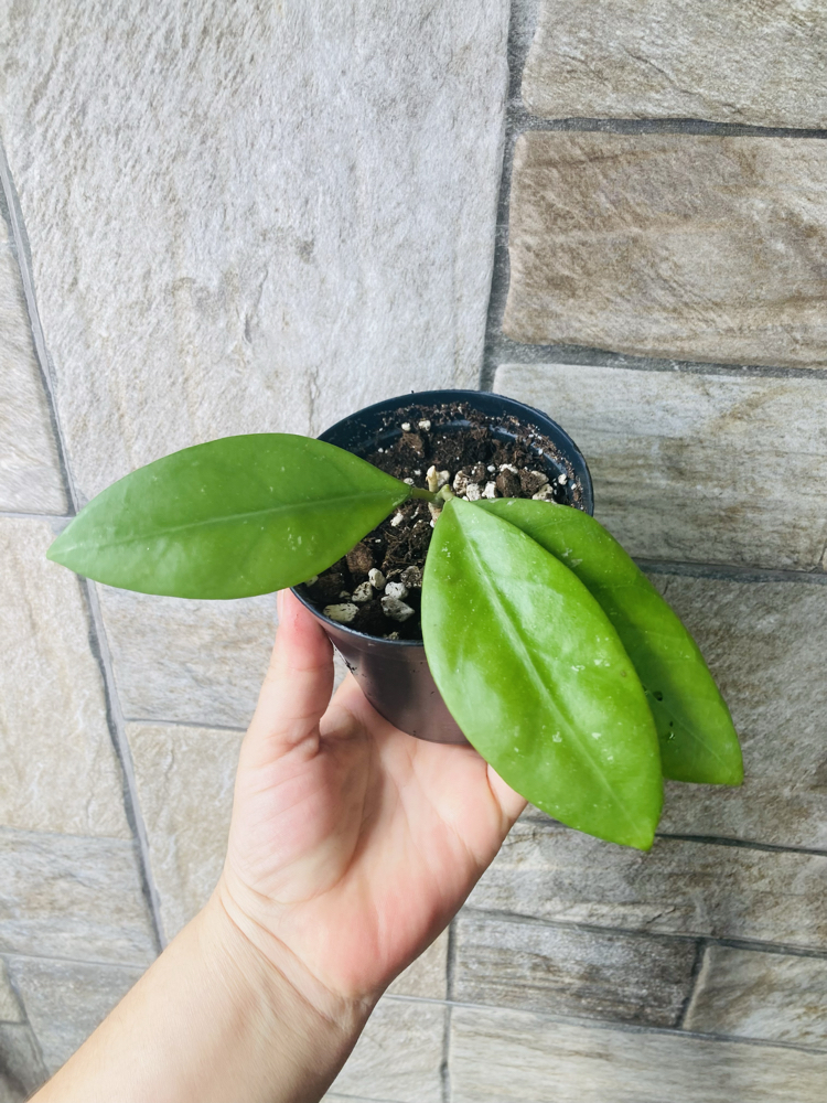 Hoya mindorensis ut 042