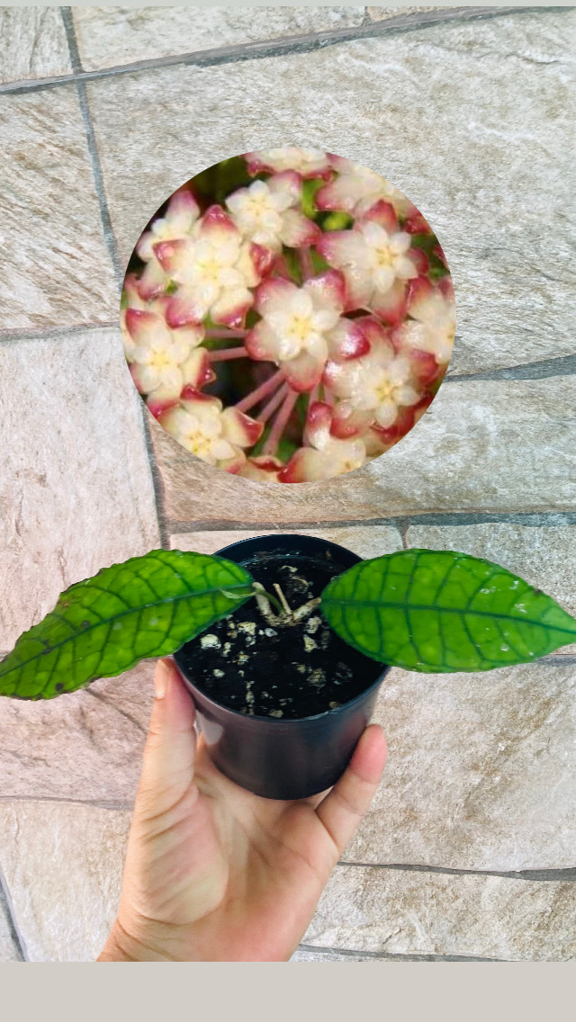 Hoya noonch noog 
