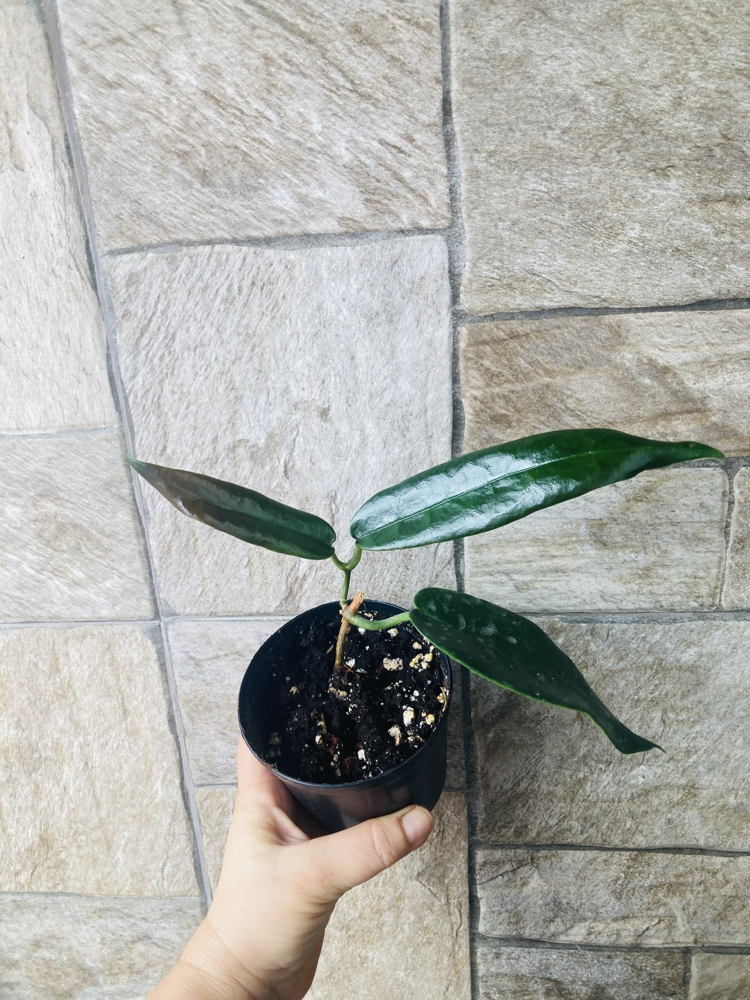 Hoya Arcboldiana 
