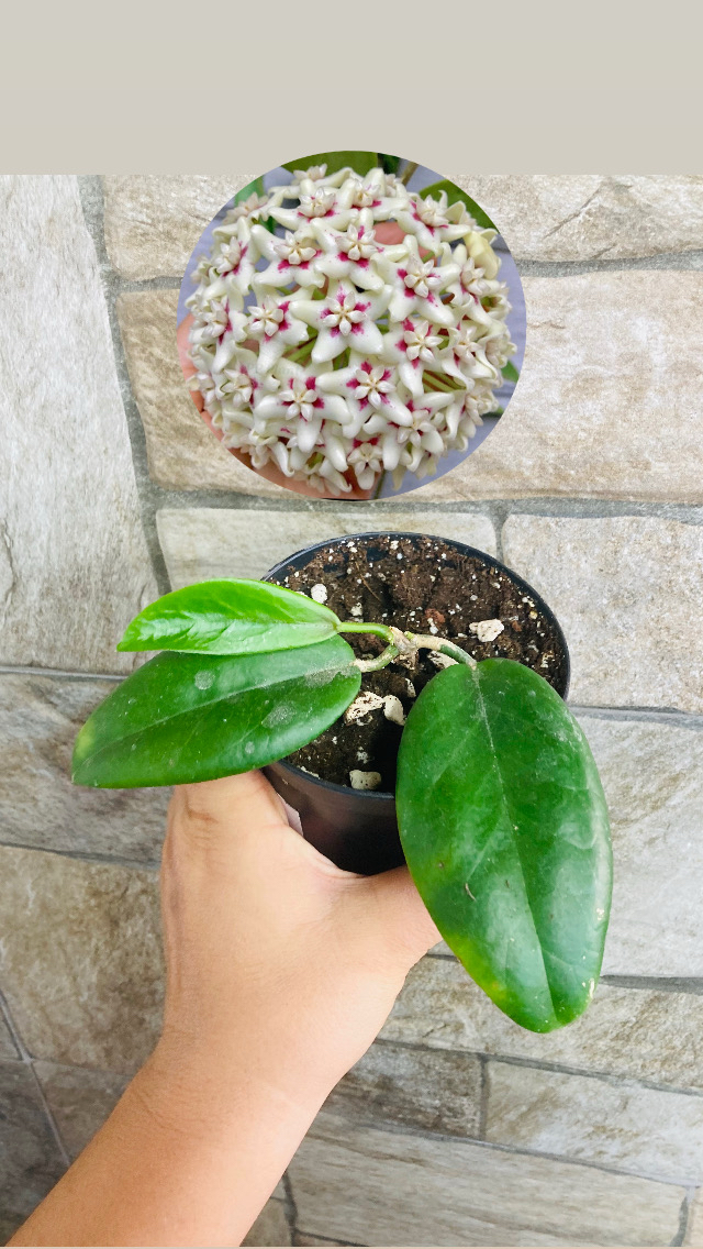 Hoya ut 029