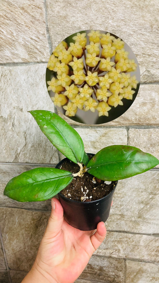 Hoya sp aceh gomas
