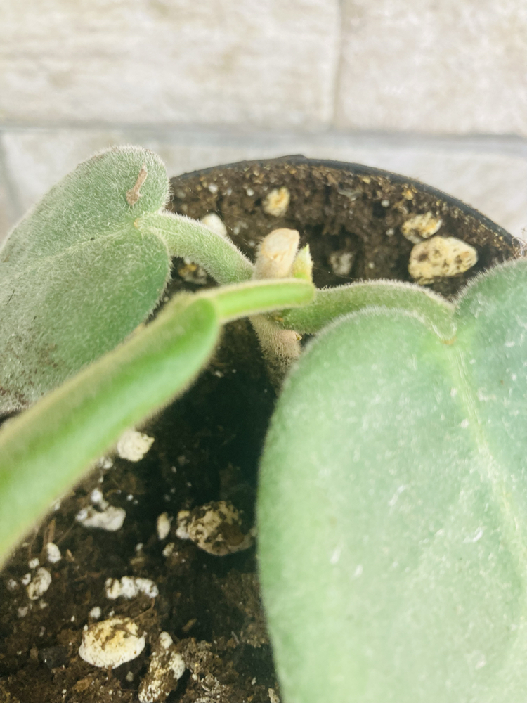 Hoya calycina stargezer 