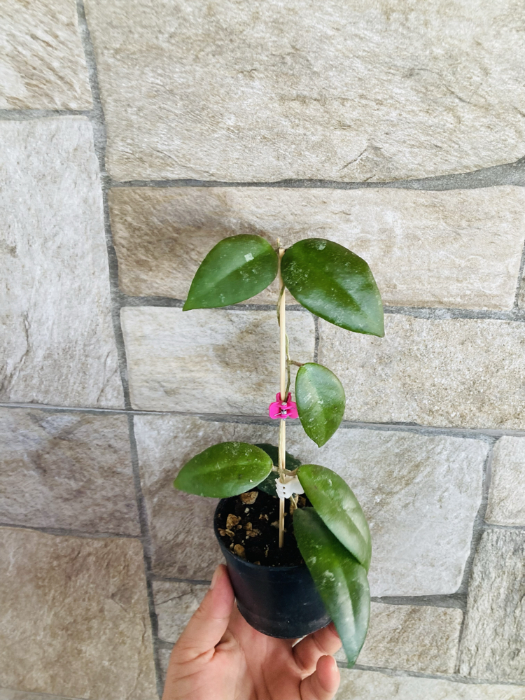 Hoya caudata sumatra 