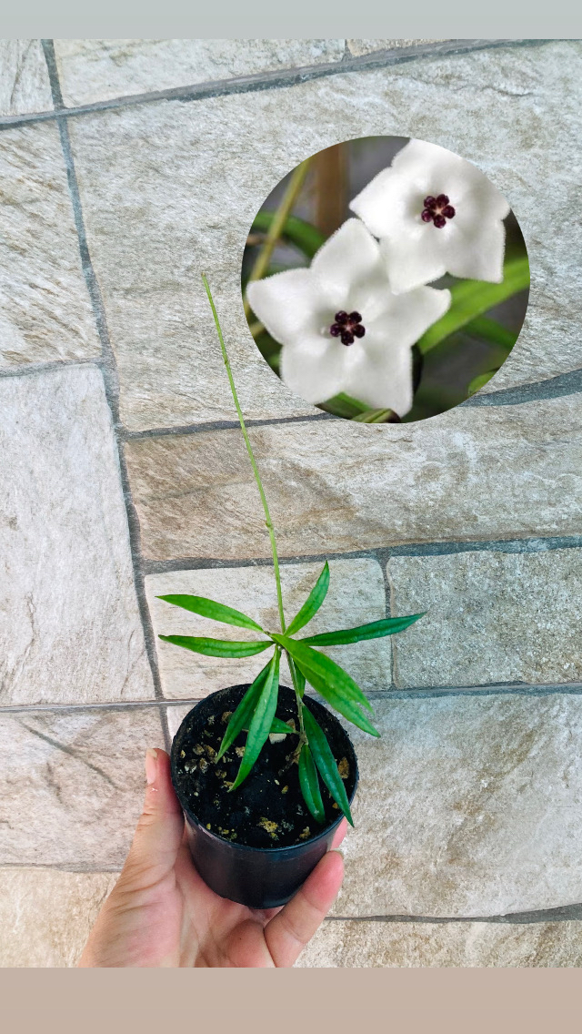 Hoya Pauciflora