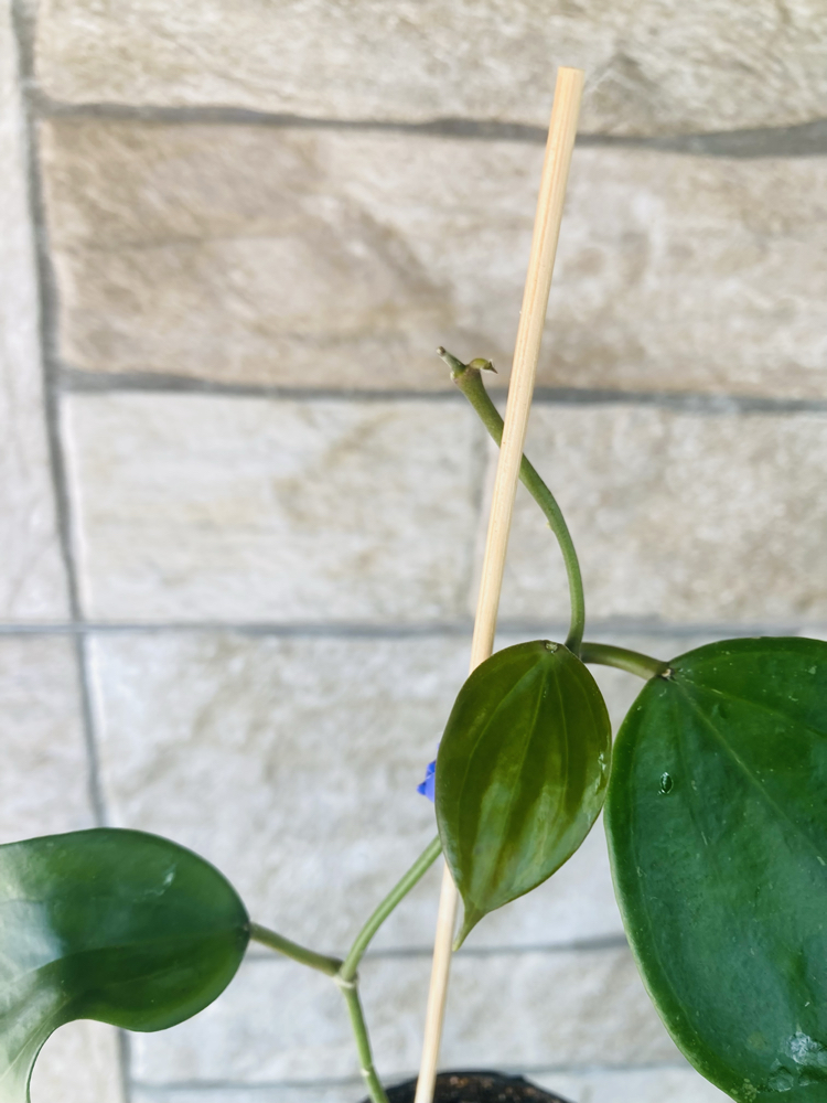 Hoya macrophylla snow queen