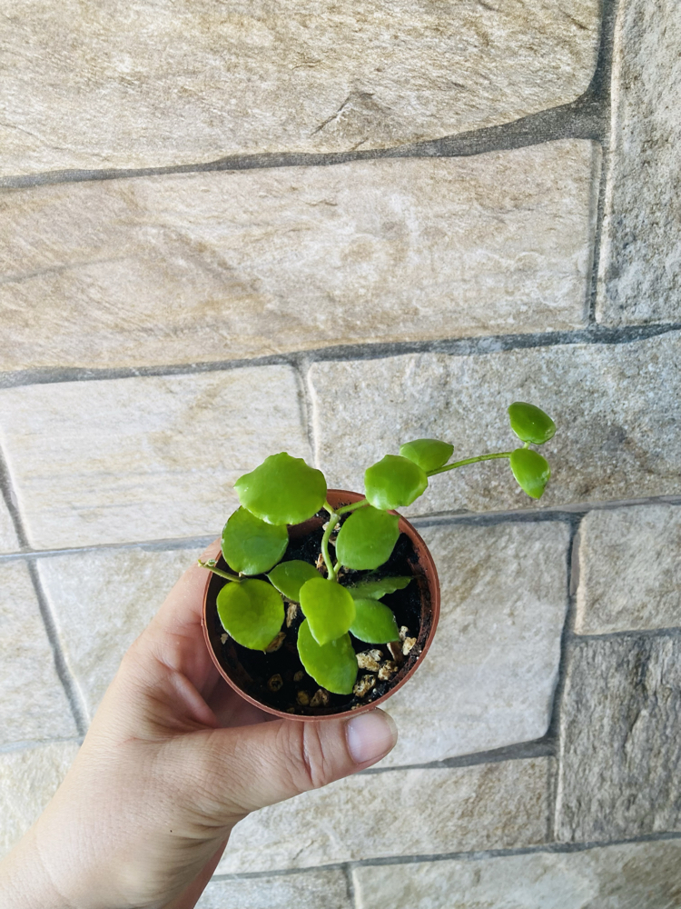 Hoya endauensis