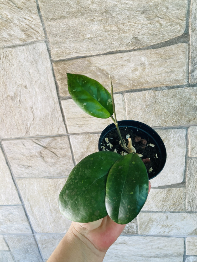 Hoya cv joy