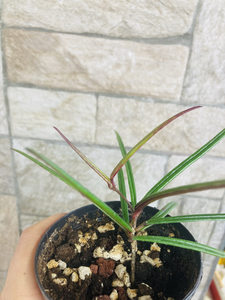 Hoya İnsularis