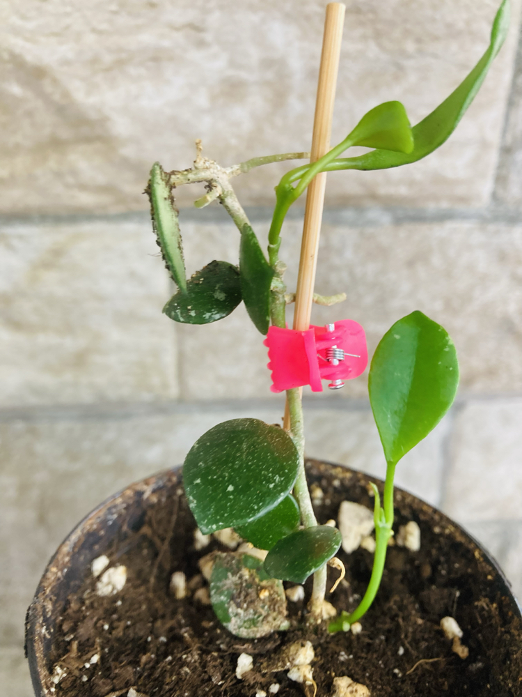 Hoya fraser hills