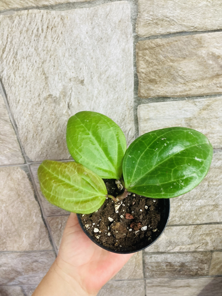 Hoya sarawak cream