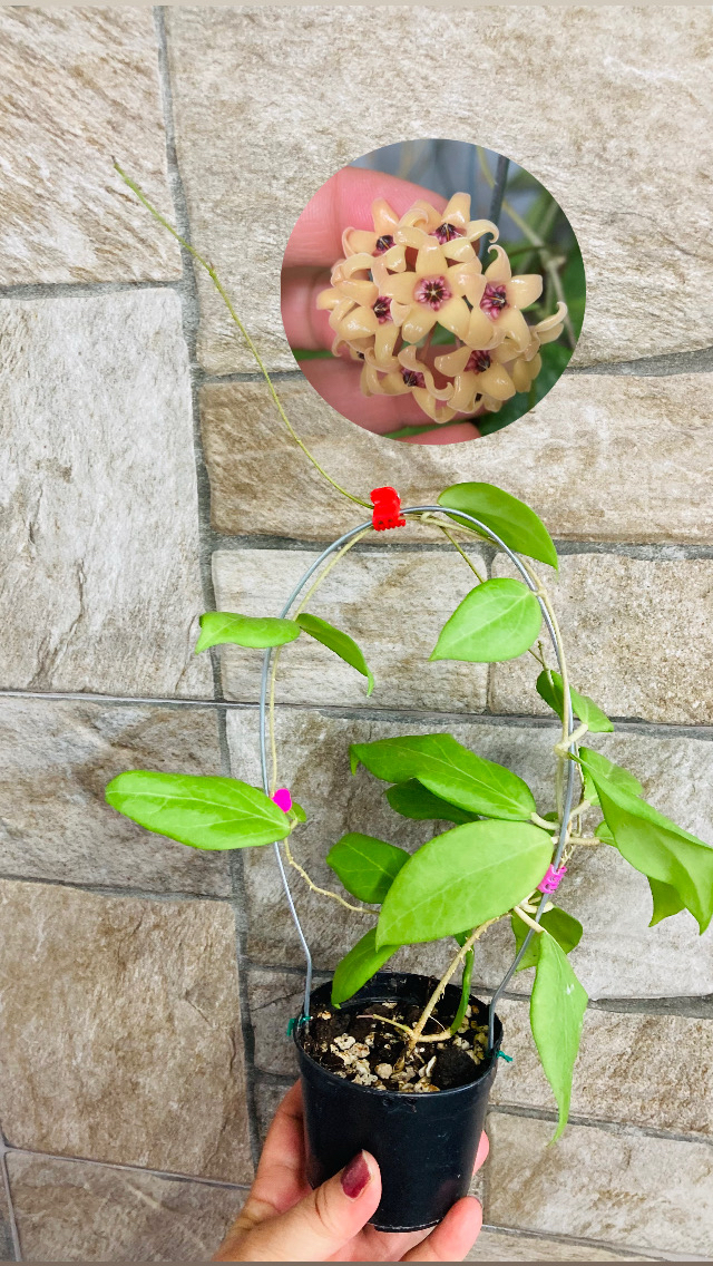 Hoya cutis porcelana 