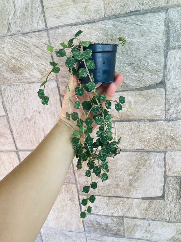 Hoya curtisii (büyük boy)