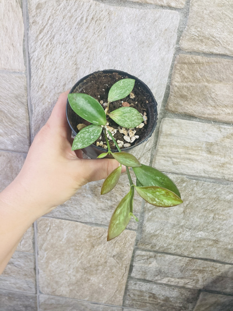 Hoya collina ir 26