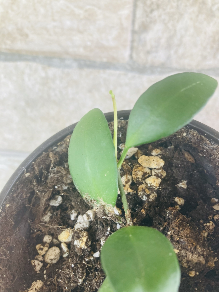 Hoya yellow sapphire 
