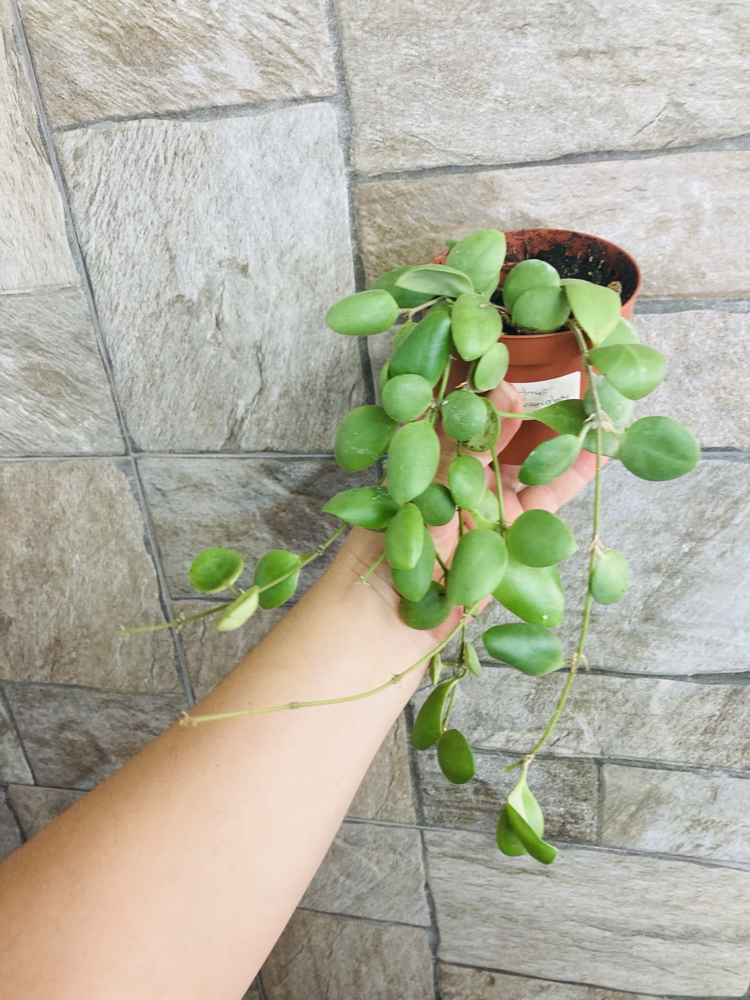 Hoya brevialata 