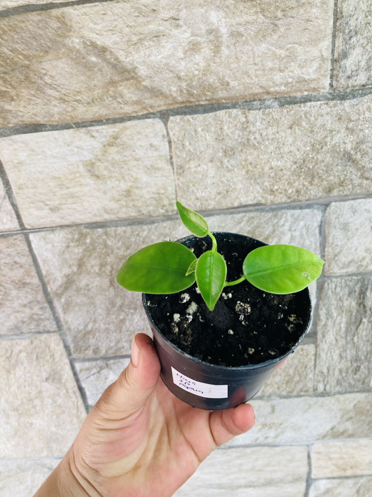 Hoya sp papua