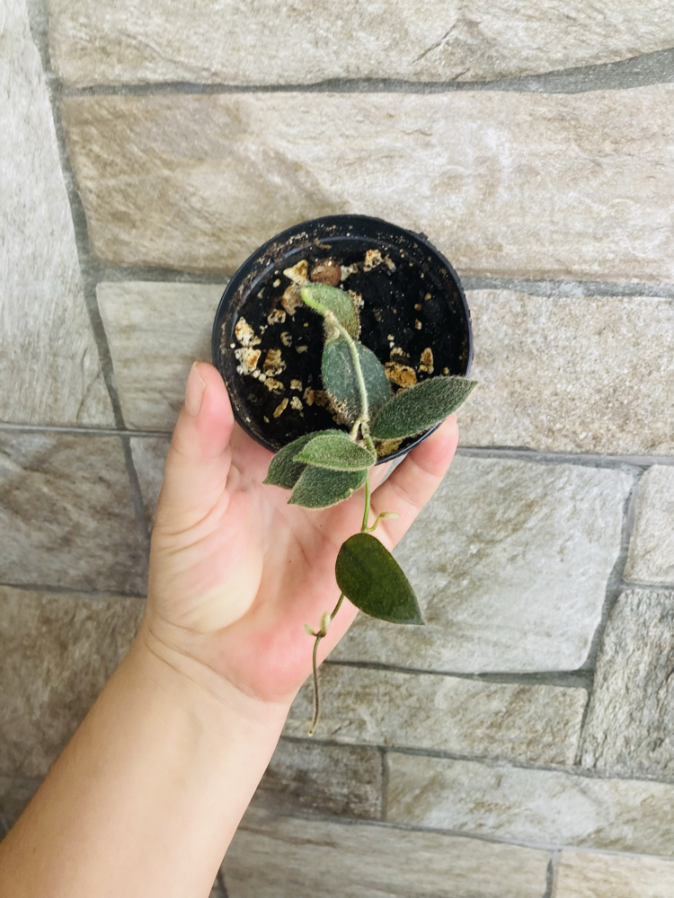 Hoya thomsonii pink