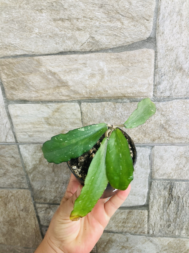 Hoya erythrina kedah peak 