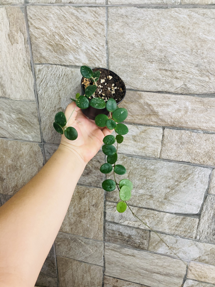 Hoya mathilde
